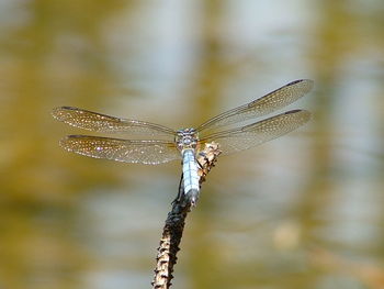 Close-up of damselfly on leaf