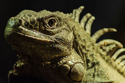 Close-up of iguana