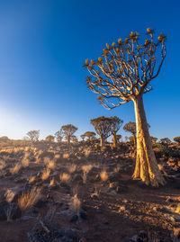 Low angle view of tree against clear sky