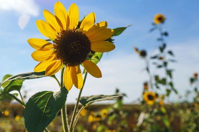 Close-up of sunflower