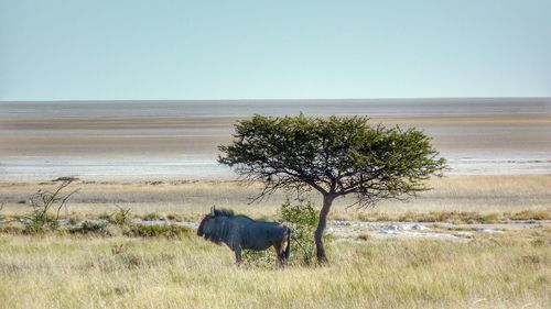 Wildebeest standing on grassy field by sea
