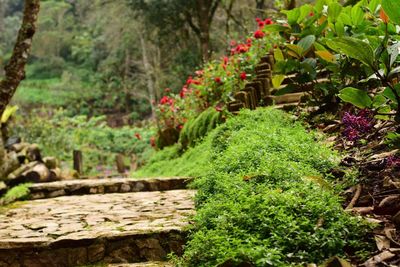 Close-up of plants growing in garden
