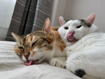 Close-up of a cat resting on bed