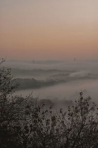 Silhouette plants against sky during sunset