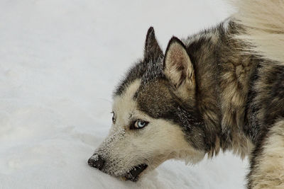 Close-up of a dog looking away