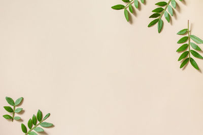 Close-up of potted plant against white background