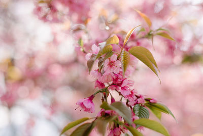 Close-up of pink cherry blossoms in spring