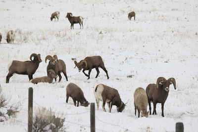 A herd of bighorn sheep in a field of snow.