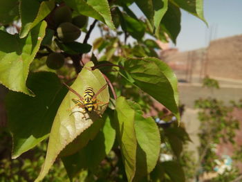 Close-up of insect on leaf