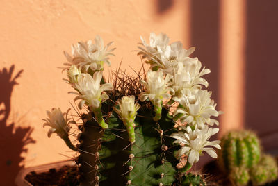 Close-up of white flowering plant