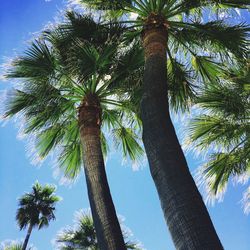 Low angle view of palm tree against blue sky