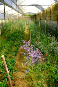 Plants growing in the garden