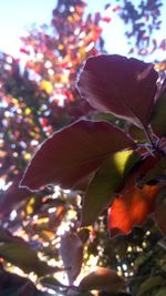 Low angle view of flower tree