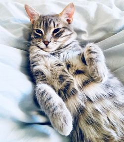 High angle view of cat resting on bed