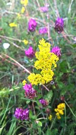 Close-up of purple flowers blooming outdoors