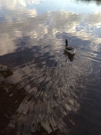 Reflection of trees in water