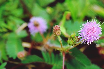 Close-up of flowers against blurred background