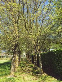 Trees growing in park