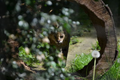 Portrait of big cat