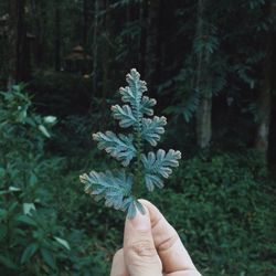 Close-up of hand holding flower in forest