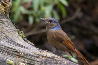 Close-up of bird perching on tree