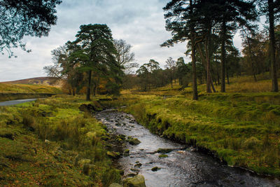 River amidst trees in forest against sky