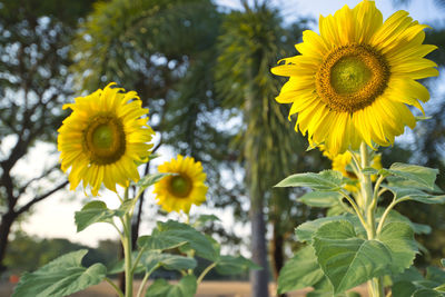 Close-up of yellow flowering plant