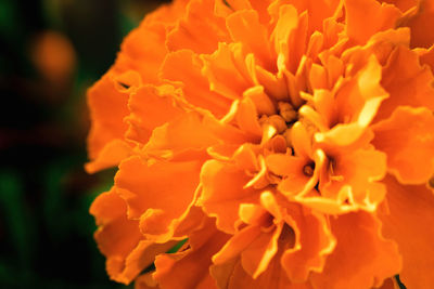 Close-up of orange marigold flower