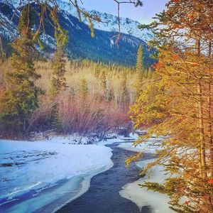 Scenic view of lake in forest during winter