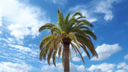 A palm tree in paris