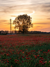 Scenic view of field against sky during sunset