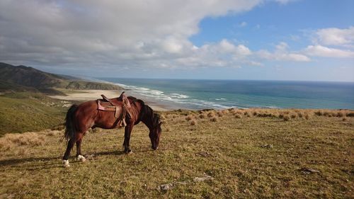 A brown horse takes a break in front of the sea