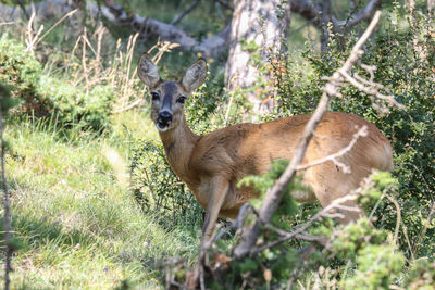 Deer in a field