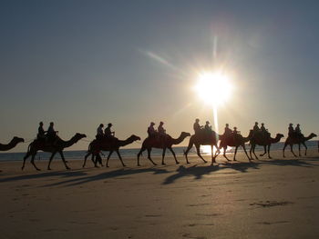 Silhouette horses in desert against sky during sunset