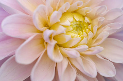 Close-up of white flower
