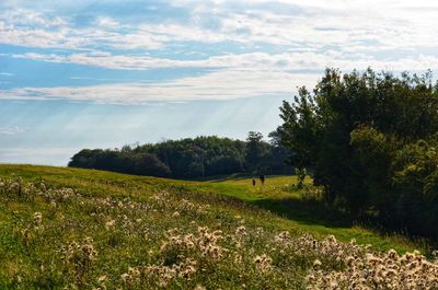 Scenic view of landscape against sky