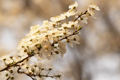 Close-up of white cherry blossom tree