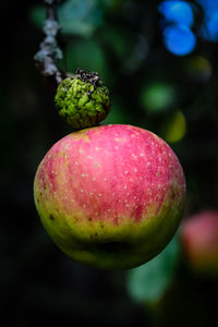 Close-up of fruits on tree