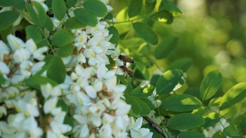 Close-up of bee pollinating on flower