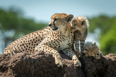 Giraffe relaxing on rock