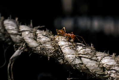 Close-up of bee on wood