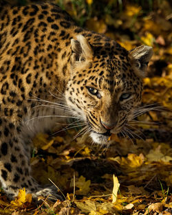 Close-up of a cat on field