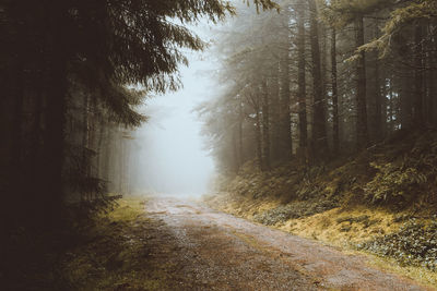 Road passing through forest