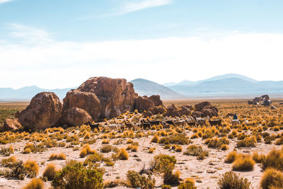 Scenic view of llamas in front of rocky mountains against sky