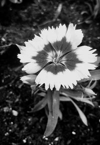 Close-up of dandelion