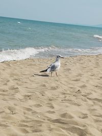 Seagulls on beach