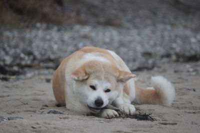 Portrait of dog on sand