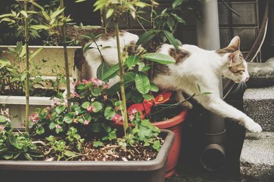 Cat on potted plant in yard