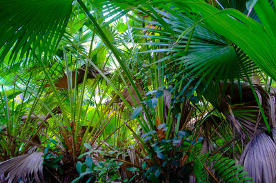 Palm trees