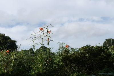 Plants and trees against sky